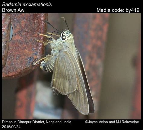 Badamia exclamationis | Butterfly