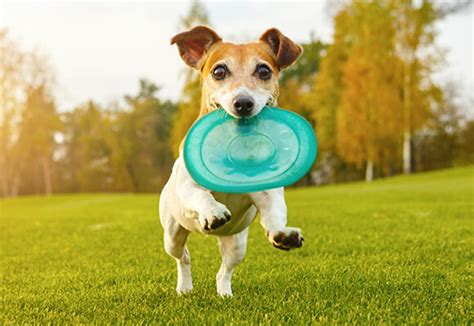 AFV Zoo Animals 的图像结果