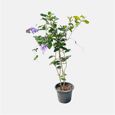Buy Petrea Volubilis Plant - Sandpaper vine flower Plant online at best ...
