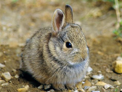 What's the Difference Between Rabbits and Hares? | National Geographic