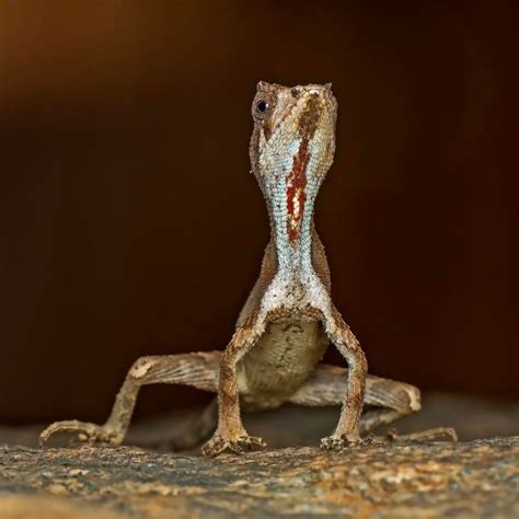 Agasthyagama edge - UPSC Exam Guide