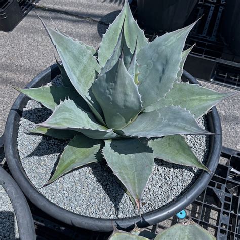 AGAVE | アガベ全般、アガベチタノタ小売、卸、育て方、陶器鉢の販売osp