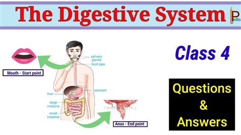 Image result for Digestive System Sample Questions