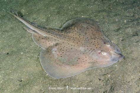 Skate Fish