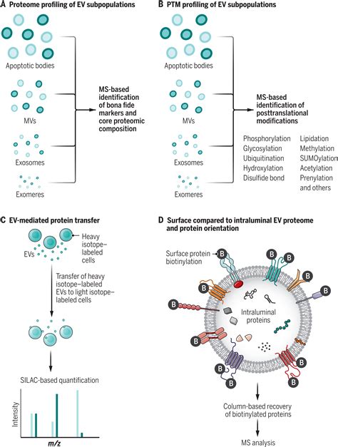 Extracellular vesicles as central regulators of blood vessel function in cancer | Science Signaling