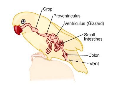 Image result for Digestive System of a Brooder