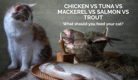 What To feed your Cat; Chicken vs Tuna vs Mackerel vs Salmon vs Trout ...