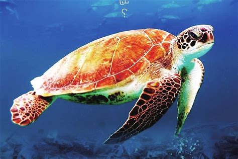 如何区分玳瑁、红海龟、绿海龟、棱皮龟等各种海龟？ - 知乎