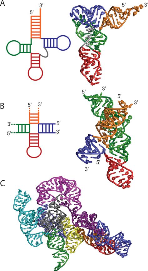Basic Structure of RNA 的图像结果