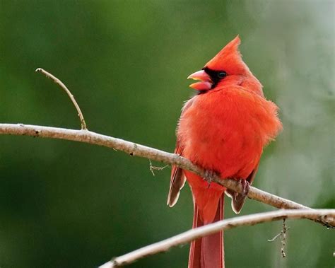 Gardening for Winter Bird Habitat, Bedrock Gardens, Lee, 25 September ...