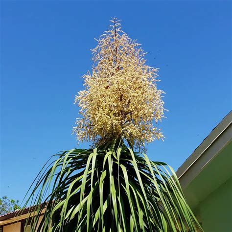 Ponytail Palm: Plant Care and Growing Guide | Plantcarefully