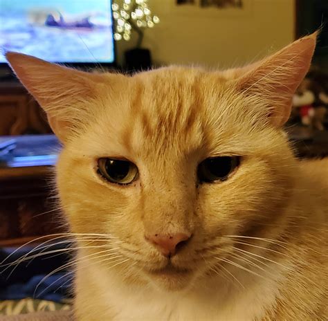 cat technologies