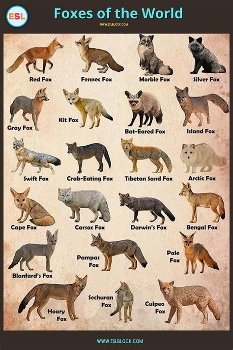 Image result for Different Types of Wolves