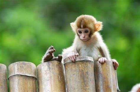 2028年属猴的是什么命，28年出生的猴五行属什么 -属猴-生肖网