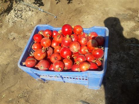 Pomegranate Farming - Mak Life Producer Company Limited