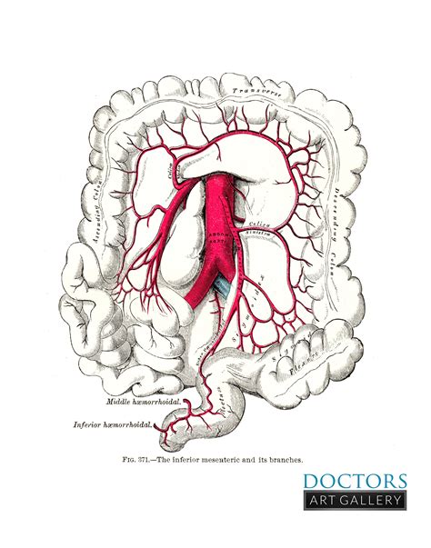 Branches Of Inferior Mesenteric Artery
