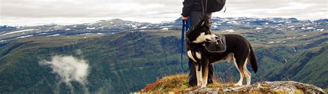 Les avantages de randonner avec son chien