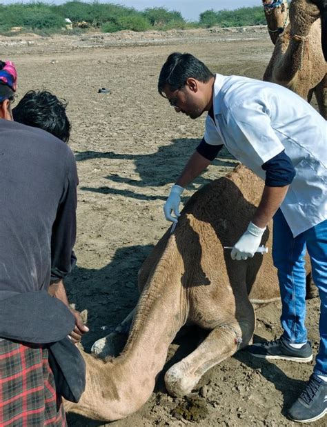 More than 300 dromedaries living on the coast of Khambhat were ...