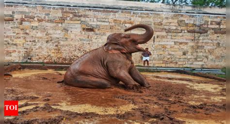 Trichy temple elephant Akila gets wallowing ground | Trichy News ...