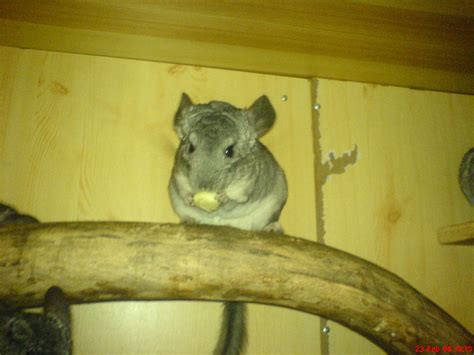 Wer gibt süßen zamen Chinchillas ein schönes zuhause in Gützingen ...