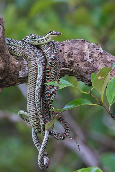 The Curious Mating Ritual Of Ornate Flying Snakes | Nature inFocus