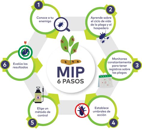 Pulgón Del Maíz: Ciclo De Vida, Daños Y Control | Blog Cambiagro