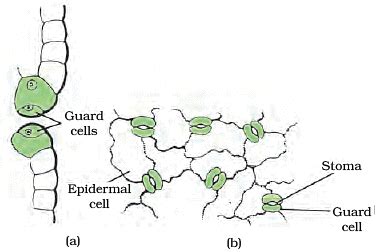 Important Diagrams: Tissues - Science Class 9 PDF Download