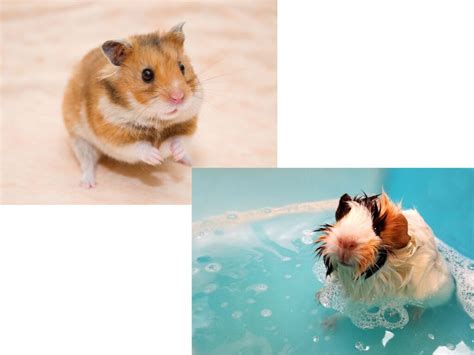 Python vs Guinea Pig 的图像结果