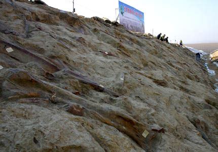 中国发现世界上曝露面积最大的恐龙化石群(图)_新浪旅游_新浪网