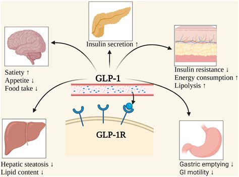 Frontiers | GLP−1 receptor agonists for the treatment of obesity: Role as a promising approach