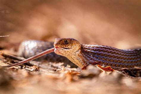 10 signs to recognize snakes with extremely potent venom