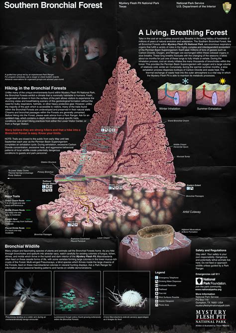 Mystery Flesh Pit National Park — The Bronchial Forests within the ...