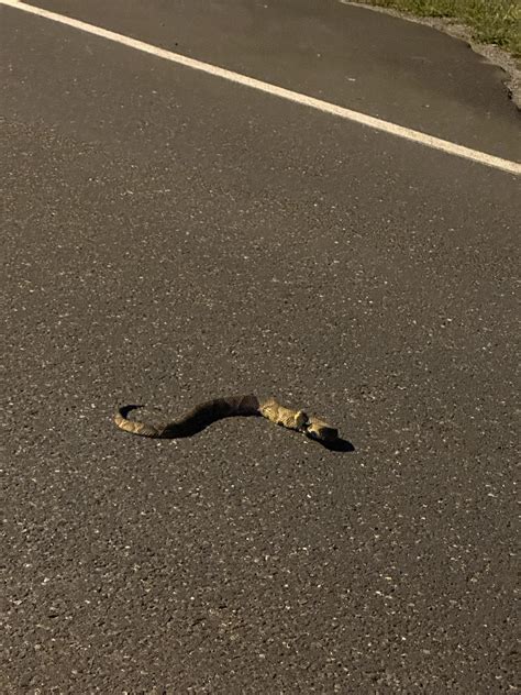Northeastern PA Snake ID? :) : r/herpetology