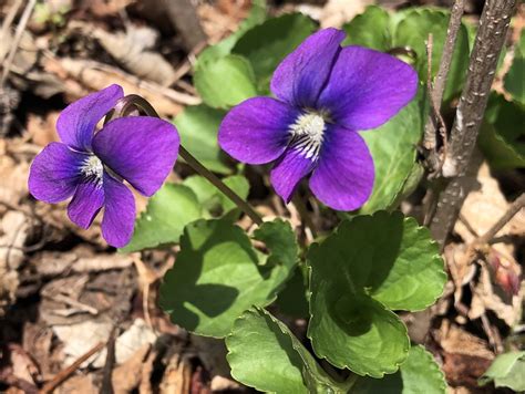 Wisconsin Wildflower | Wood Violet | Viola papilionacea| The Wisconsin ...