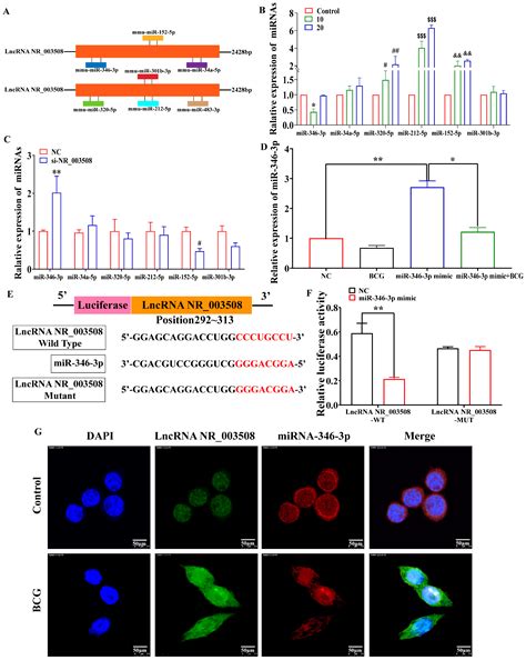LncRNA NR_003508 Suppresses Mycobacterium tuberculosis-Induced ...