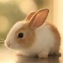 Image result for Bunny Colours