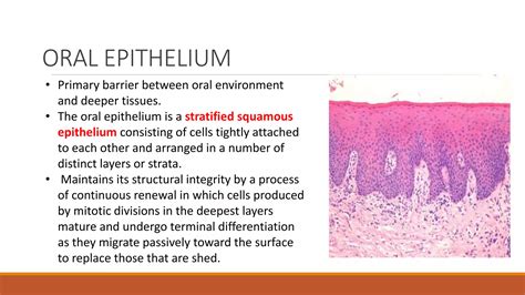 Oral epithelium and Lamina Propria | PPTX