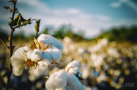 棉花怎么种植？棉花的高产栽培技术要点 - 种植技术 - 第一农经网