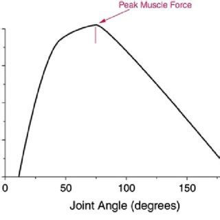 Image result for Tension Force Muscle Graph