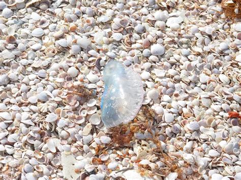 Image result for Shell Key Preserve