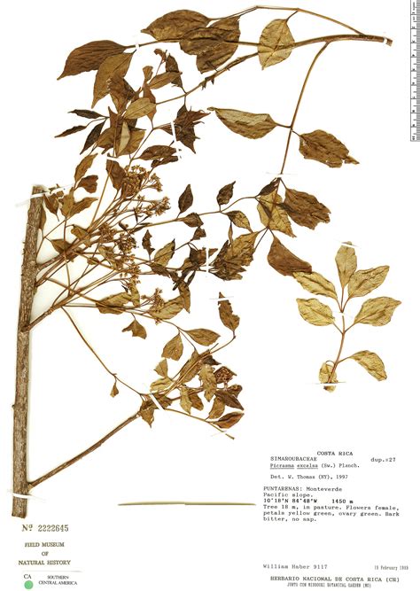 Picrasma excelsa | Rapid Reference | The Field Museum