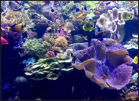 10 Days in Chicago | The Red Traveller