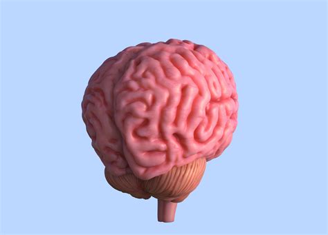 Image result for Brain Machine Learning Vector