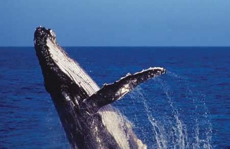 5 must-do aquatic experiences in Australia | Condé Nast Traveller India ...