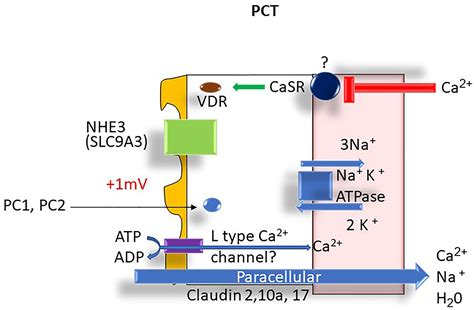 Frontiers | Calcium Transport in the Kidney and Disease Processes