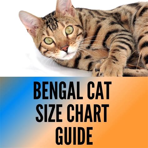 Bengal Cat Breed Size: [Weight, Height and Growth Chart] - Oxford Pets