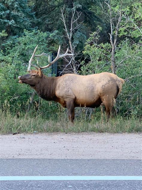 Photos from 2020 - Indian Hills Colorado