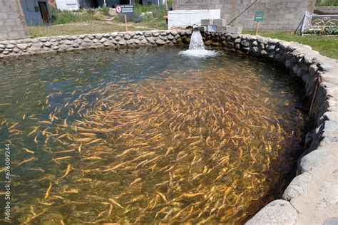 Image result for Trout Farming Methods