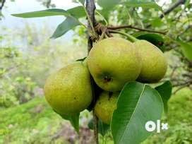 Free classifieds in Kodaikanal, Classified ads in Kodaikanal, Online ...