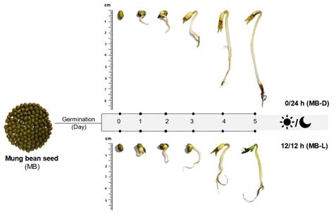 Effect of Germination and Illumination on Melatonin and Its Metabolites ...